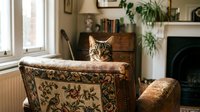 Tabby cat sitting on upholstered armchair in cozy living room with fireplace, houseplants, and natural window light for home decor and pet lifestyle content.