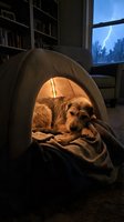 Dog resting in cozy tent made from blanket during thunderstorm outside window, seeking comfort and safety indoors.