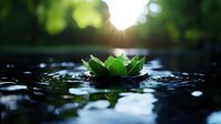 Serene water lily floating on dark rippling water surface with sunlight bokeh through green leaves, creating zen-like atmosphere for wellness and spa designs.