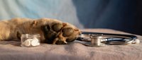 Young brown dog lying down next to stethoscope and pills, veterinary care and pet health concept for medical and animal wellness designs.