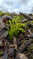 Fresh green moss sprouting through decomposing autumn leaves on forest floor, showcasing natural cycle of growth and renewal in woodland environment.