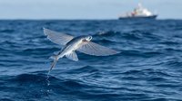 Seagull flying over deep blue ocean water with cargo ship in background, marine wildlife in natural habitat during daylight hours.
