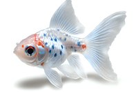 White calico goldfish with flowing fins and red-blue spots swimming gracefully against white background, isolated aquatic pet photography for design projects.