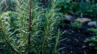 Fresh rosemary herbs growing in organic garden with natural green foliage background for culinary and aromatherapy uses.