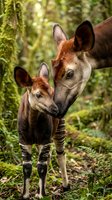 Okapi mother and calf standing together in lush rainforest habitat with moss-covered trees and dappled sunlight filtering through canopy.