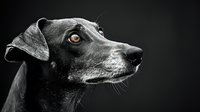 Side profile of alert black dog with amber eyes against dark background, dramatic lighting highlights facial features and expression. Perfect for pet photography.