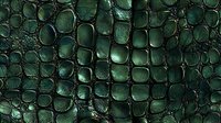 Dark green crocodile skin texture with glossy scales creating natural pattern. Exotic leather surface with detailed reptilian structure and deep emerald tones.