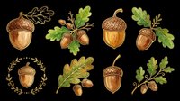 Autumn acorn clipart set with oak leaves, isolated on transparent background. Great for fall T-shirts, stickers, print on demand, sublimation, and seasonal designs.