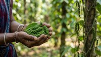 Farmer holding fresh green cacao pod in hands during harvest in tropical plantation, agricultural produce and sustainable farming concept.