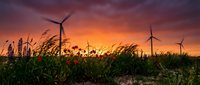 Wind turbines stand in a cornfield at sunset, generating renewable energy as dramatic orange and purple clouds fill the sky above the agricultural landscape.