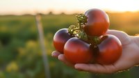 Fresh ripe tomatoes in farmer hand at sunset in organic garden field. Harvest season agriculture concept for healthy eating and farm produce.