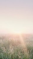 Misty meadow path at sunrise with frost-covered wildflowers and grasses, golden sunlight breaking through fog, serene nature landscape for wellness and meditation projects.