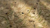 Close-up macro shot of textured tree bark surface with natural patterns, cracks and moss details for organic nature backgrounds and environmental designs.