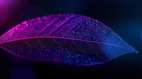 Macro shot of dark leaf with water drops illuminated by neon pink and blue lights creating mystical atmosphere against black background.