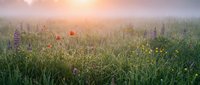 Wildflower meadow at sunrise with purple lupines, yellow blooms, and a single red poppy among green grass in misty morning light.