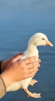 White duckling held in human hands against blue water background, symbolizing care, wildlife protection, and gentle animal handling for educational and environmental campaigns.