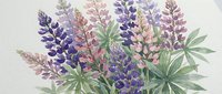Watercolor lupine flowers in purple and pink hues with green leaves on white background for botanical art, garden design, and floral decorations.