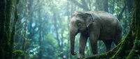 Asian elephant walking through lush forest with moss-covered trees and misty atmosphere, wildlife and nature conservation concept.
