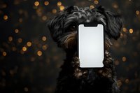 Small black curly-haired dog holding blank white smartphone screen in mouth against dark background with golden bokeh lights for mockup design.