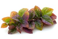 Colorful foliage plant with burgundy, green and golden leaves isolated on white background, suitable for botanical designs, gardening content and nature-themed projects.