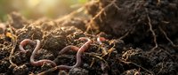 Earthworms crawling through rich soil and organic matter, essential for composting, gardening, and sustainable agriculture practices.