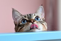 Curious tabby cat with striking blue eyes peeks over blue surface against pink background, tongue sticking out in playful expression, close-up portrait.