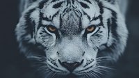 Majestic white tiger portrait with piercing amber eyes and distinctive black stripes against dark background for wildlife photography and nature designs.
