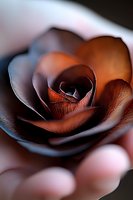 Delicate copper-toned rose bloom in macro photography showing intricate petal layers and subtle shadows, creating dramatic depth and texture against soft blurred background.