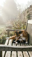 Calico cat grooming itself on a rustic wooden garden bench in soft morning fog, surrounded by autumn plants and a stone wall.