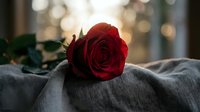 Single red rose resting on soft gray fabric with warm bokeh light in background, evoking romance and passion.