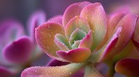 Vibrant succulent plant with pink and green leaves covered in water droplets, creating a dewy effect against soft purple background.