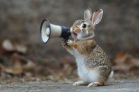 Funny rabbit holding megaphone making announcement on natural background. Humorous wildlife concept for social media, marketing and communication campaigns.