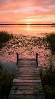 Wooden dock extending into tranquil lake at golden sunset with lily pads and reeds creating peaceful waterfront scene for relaxation and nature themes.