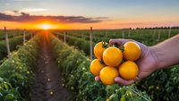 Farmer holding fresh ripe yellow tomatoes at sunset in agricultural field with rows of tomato plants during golden hour harvest time.