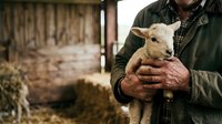 Farmer holding young goat kid in barn setting, wearing green jacket and plaid shirt. Agricultural livestock care and rural farming lifestyle concept for agricultural industry use.