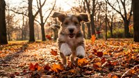 Terrier mix dog running toward camera through autumn leaves in park with bare trees and golden fall foliage.
