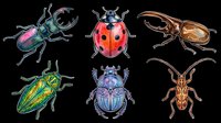 Colorful insect collection featuring stag beetles, ladybug, scarab beetle, and longhorn beetle isolated on transparent background. Ready for clipart, t-shirt design, stickers, and print-on-demand products.