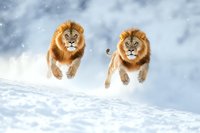 Two majestic male lions with full manes leaping through deep snow against winter storm background, creating dramatic wildlife scene with powerful predators in unusual environment.