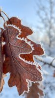 Frost-covered brown oak leaf with intricate ice crystals on edges against blurred winter landscape background showcasing seasonal nature transition.
