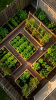 Aerial view of organized raised bed vegetable garden with wooden frames growing fresh lettuce, tomatoes and herbs in backyard sustainable farming setup.