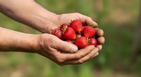 Farmer's hands holding fresh red raspberries in cupped palms outdoors, harvesting organic berries in summer garden or farm setting.