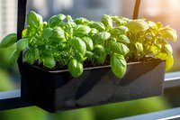 Fresh basil plants growing in black window box planter with sunlight streaming through leaves, creating warm glow effect. Indoor herb gardening concept.