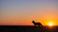 Dog silhouette standing in tall grass field during golden hour sunset with warm orange and purple sky colors creating peaceful outdoor nature scene.