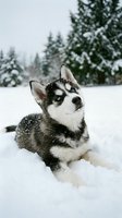 Black and white husky dog lying in snow with evergreen forest background. Winter pet portrait for seasonal, holiday, and animal-themed projects.