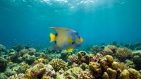 Colorful queen angelfish swimming above vibrant coral reef with tropical fish and marine life in clear turquoise ocean water for travel and nature content.