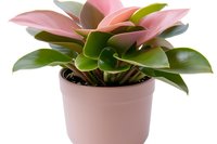 Pink Philodendron Imperial in light pink ceramic pot against white background, isolated houseplant with vibrant green and pink leaves for home decor.