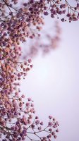 Delicate pink cherry blossom branches frame soft pastel sky creating dreamy spring atmosphere for romantic seasonal designs and nature backgrounds.
