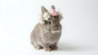 Adorable gray baby bunny wearing delicate floral crown with white and pink flowers on clean white background for Easter spring designs.