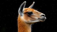 Majestic guanaco head portrait against dark background showcasing distinctive profile, reddish-brown fur, and alert expression of South American camelid species.