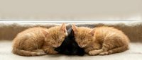 Two adorable orange tabby kittens sleeping peacefully with black kitten between them on soft carpet near window creating heartwarming pet family scene.